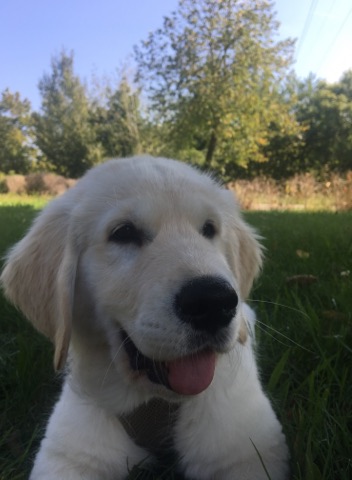 Golden-Retriever-Bremen