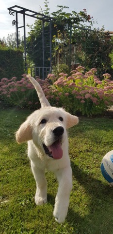 Golden-Retriever-Bremen