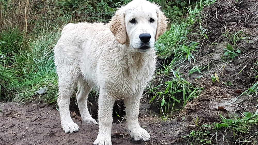Golden-Retriever-Bremen