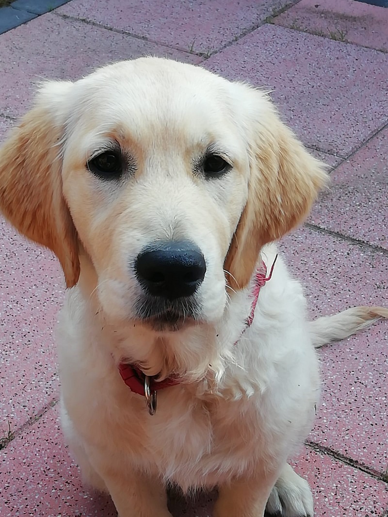 Golden-Retriever-Bremen