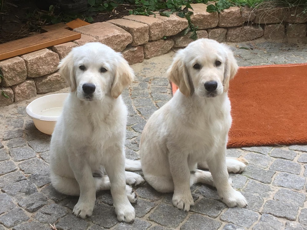 Golden-Retriever-Bremen