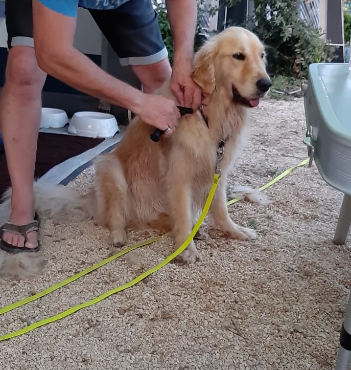 Golden-Retriever-Bremen