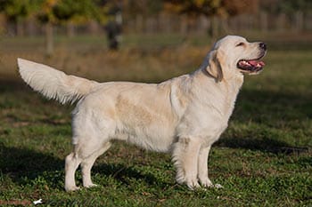 Golden-Retriever-Bremen