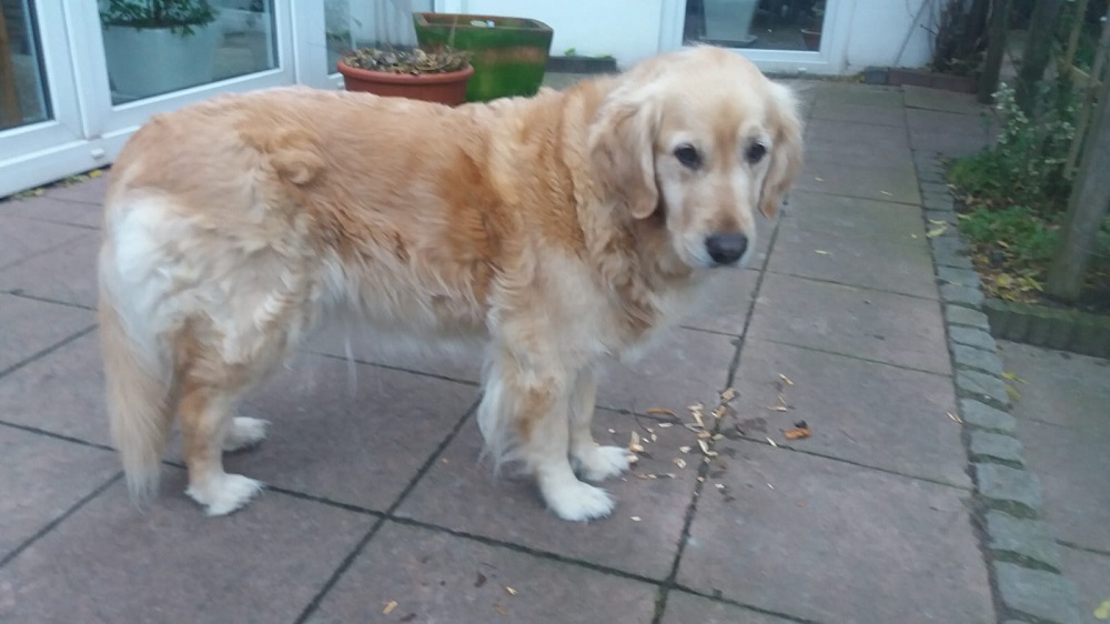 Golden-Retriever-Bremen
