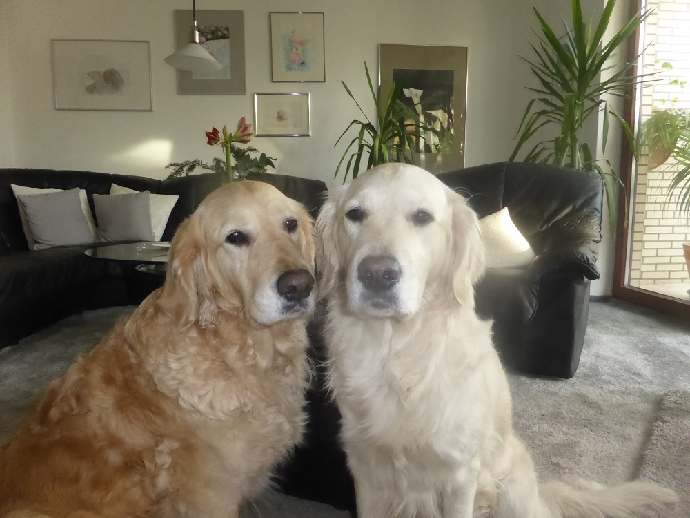 Golden-Retriever-Bremen