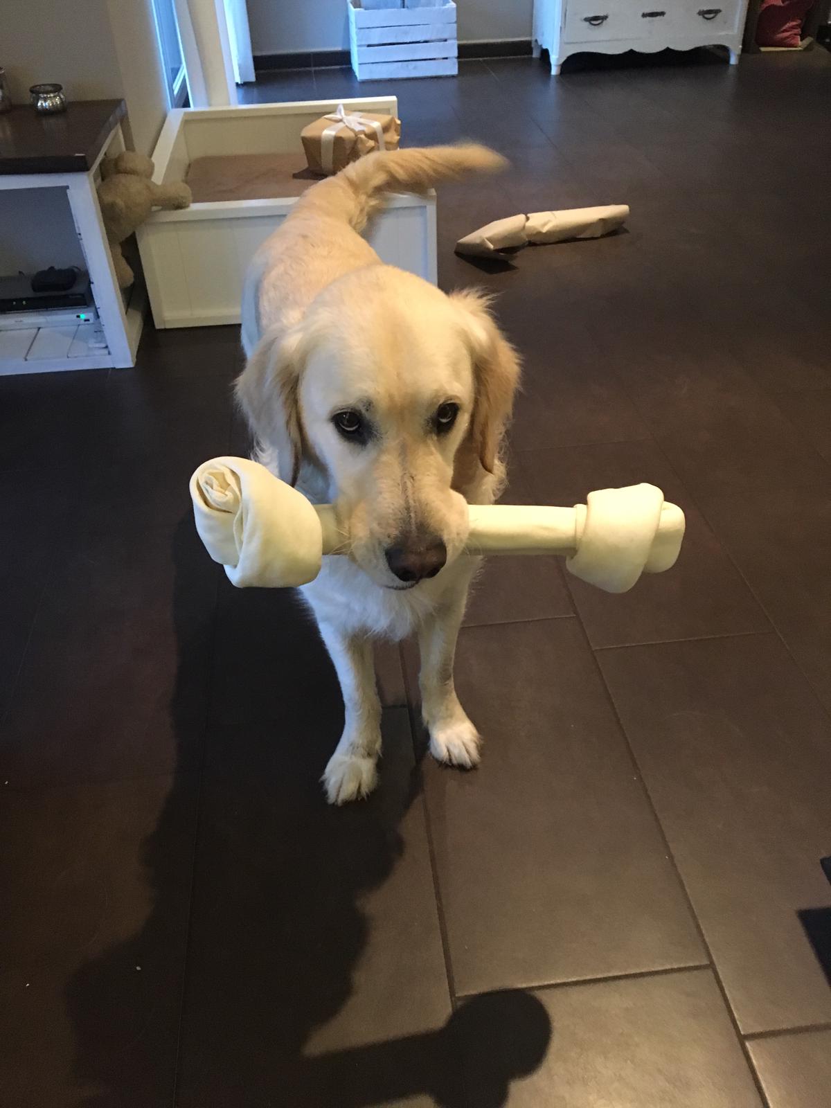 Golden-Retriever-Bremen
