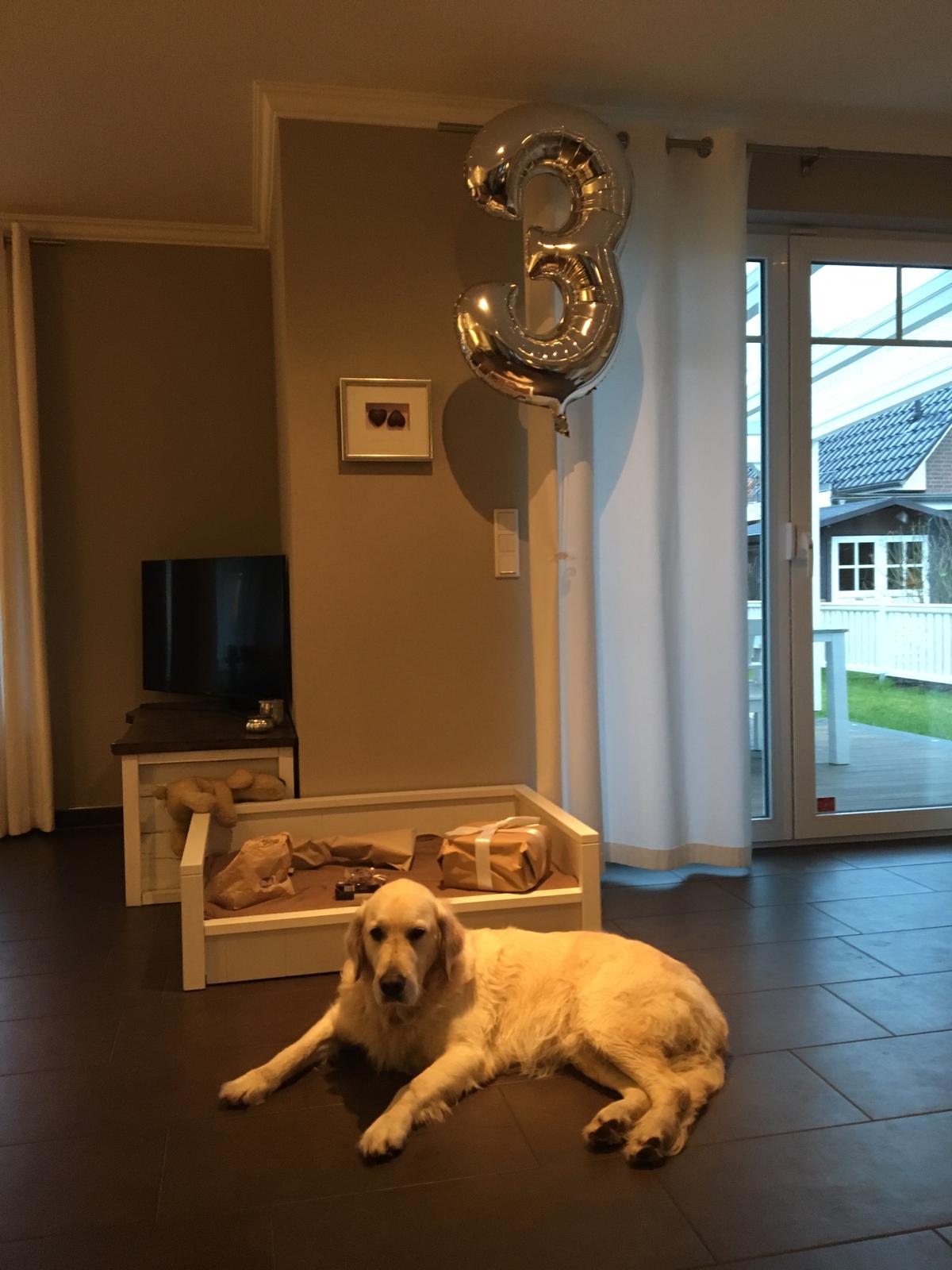 Golden-Retriever-Bremen