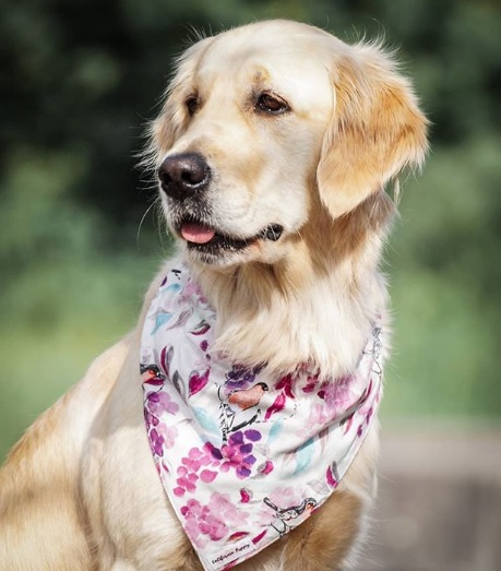 Golden-Retriever-Bremen
