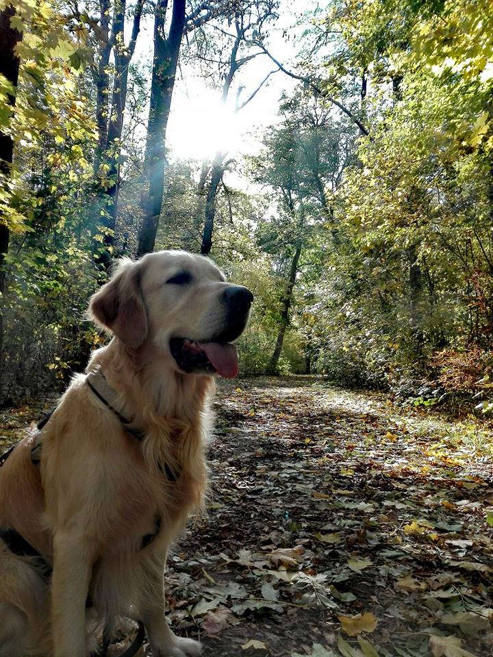 Golden-Retriever-Bremen