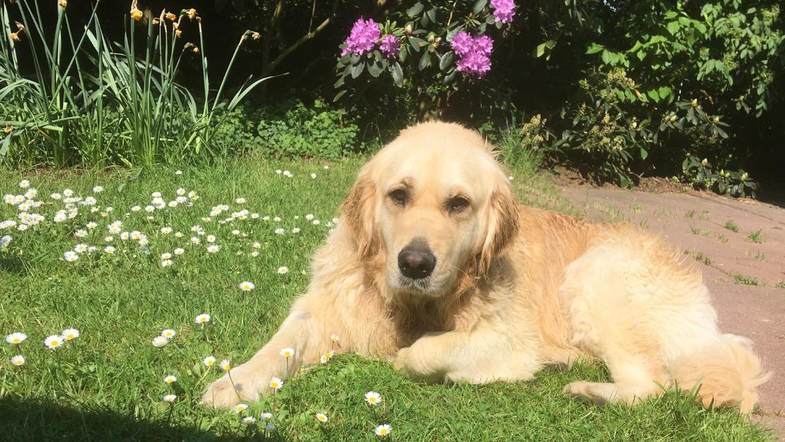 Golden-Retriever-Bremen