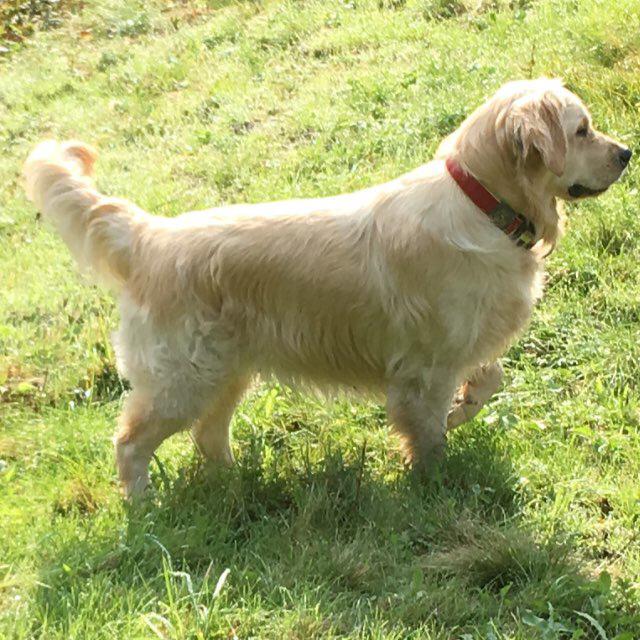 Golden-Retriever-Bremen