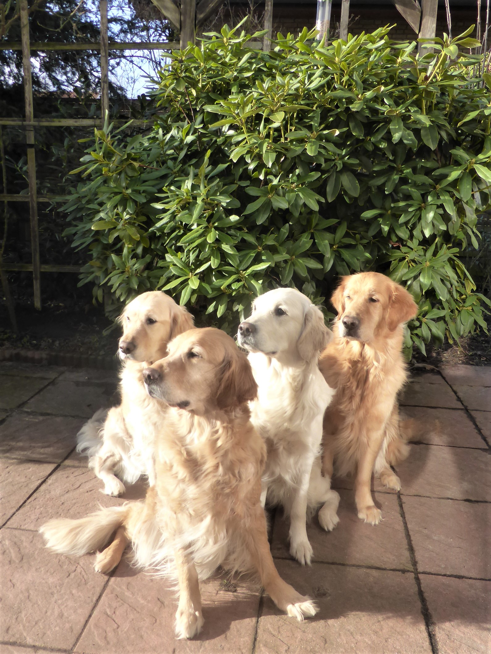 Golden-Retriever-Bremen