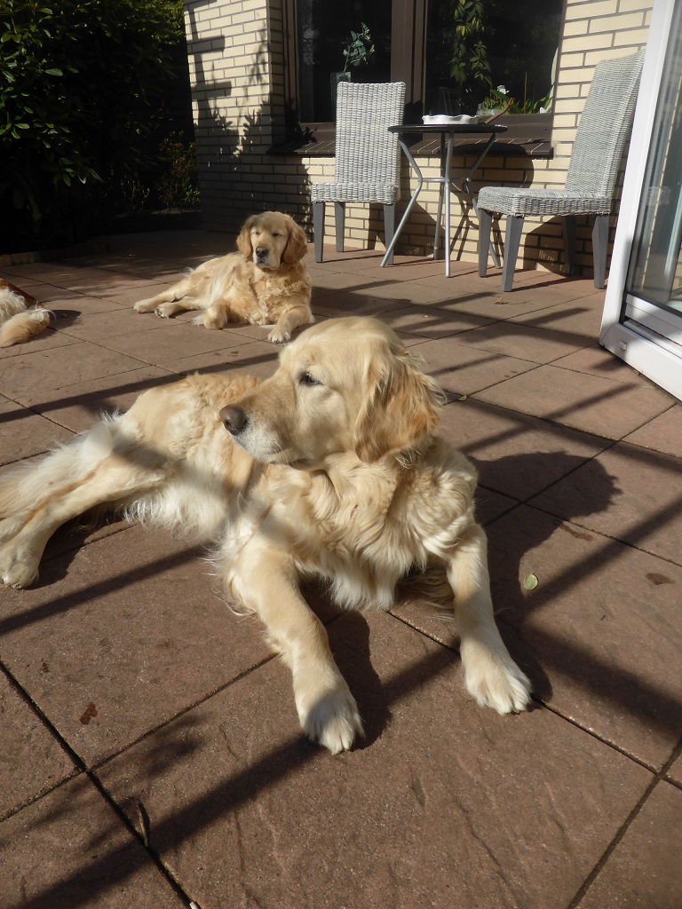 Golden-Retriever-Bremen