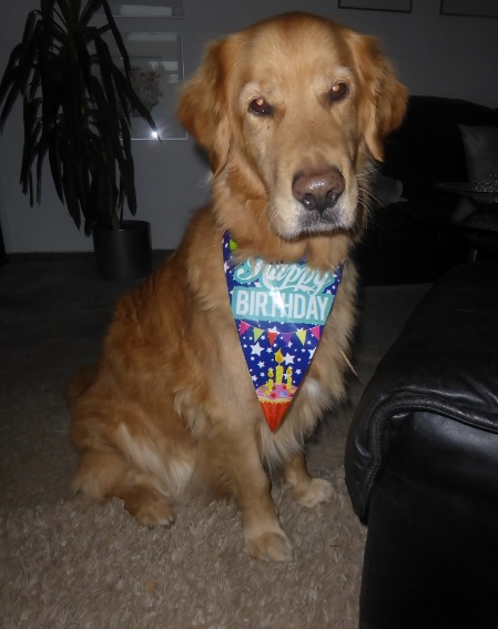 Golden-Retriever-Bremen