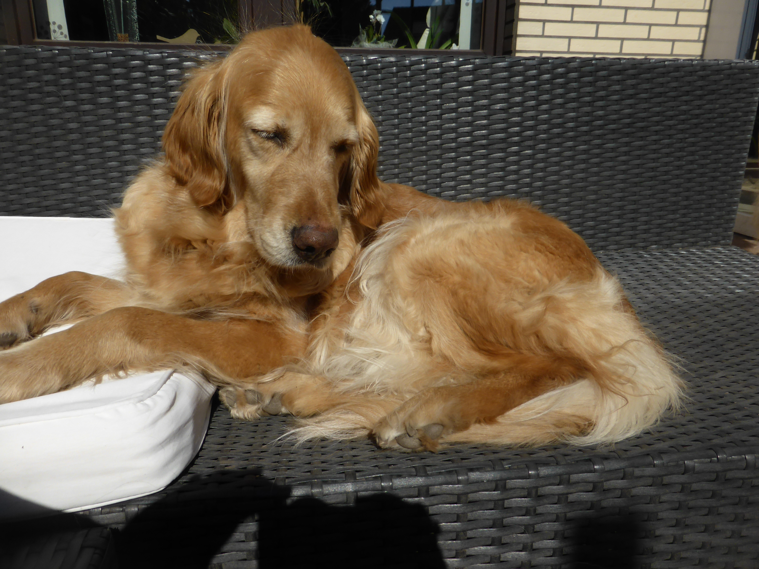 Golden-Retriever-Bremen