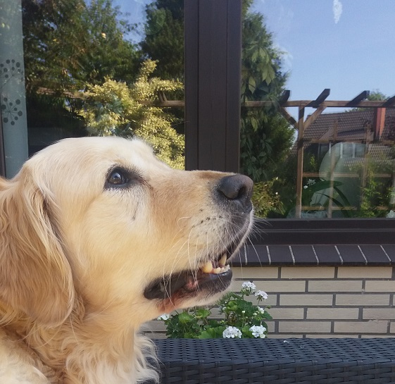 Golden-Retriever-Bremen