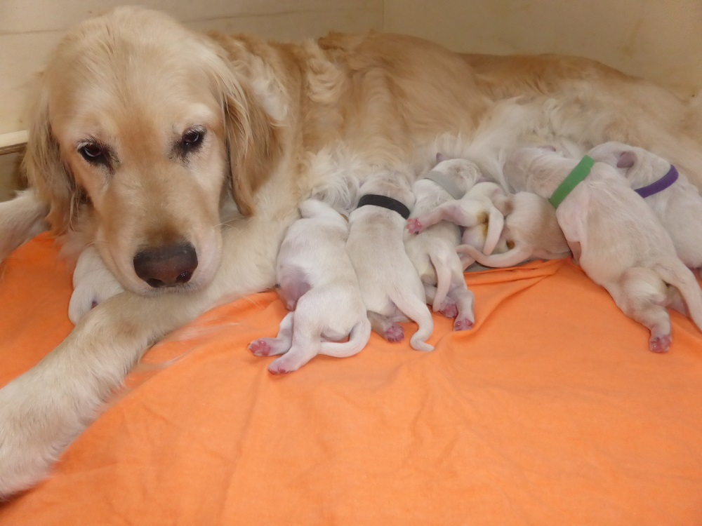 Golden-Retriever-Bremen