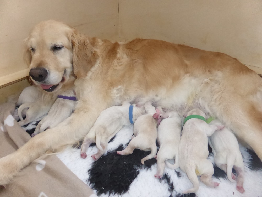Golden-Retriever-Bremen