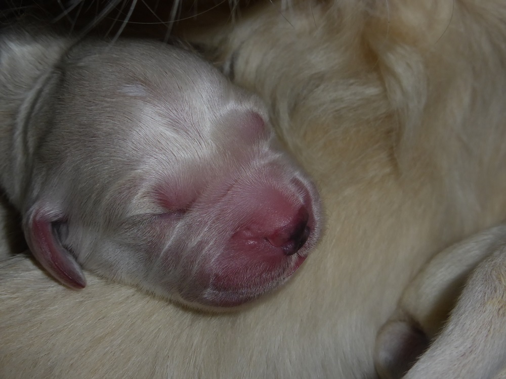Golden-Retriever-Bremen