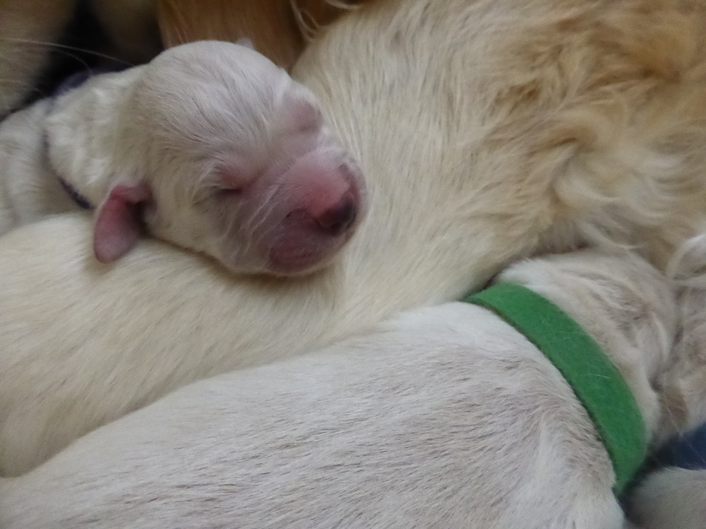 Golden-Retriever-Bremen