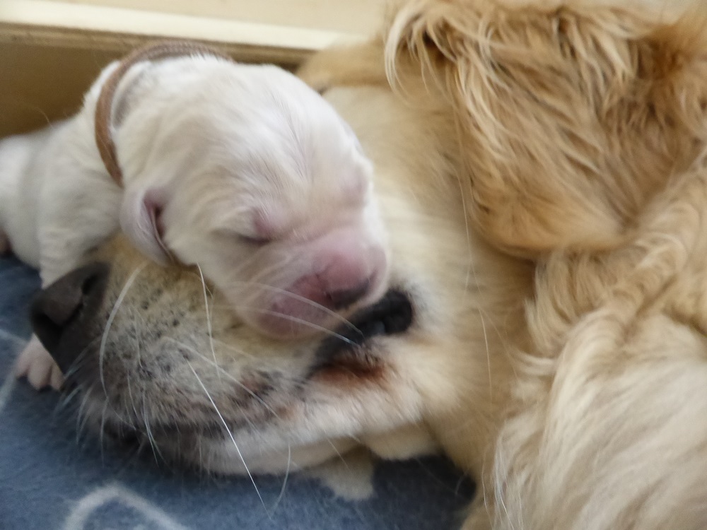 Golden-Retriever-Bremen