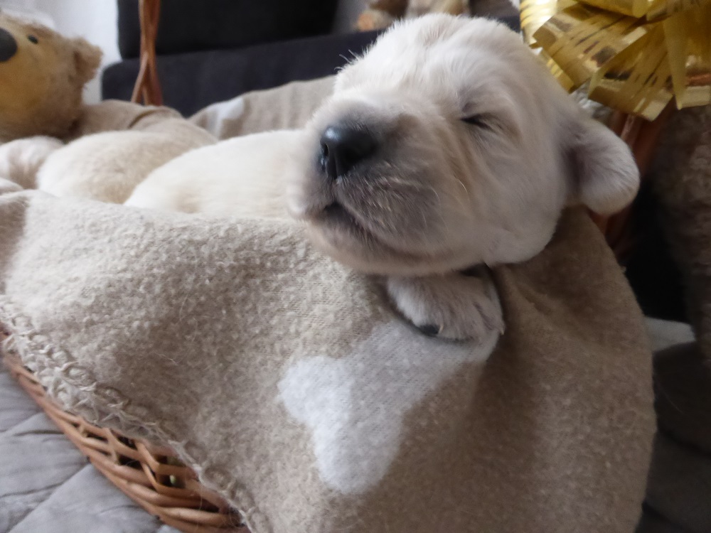 Golden-Retriever-Bremen