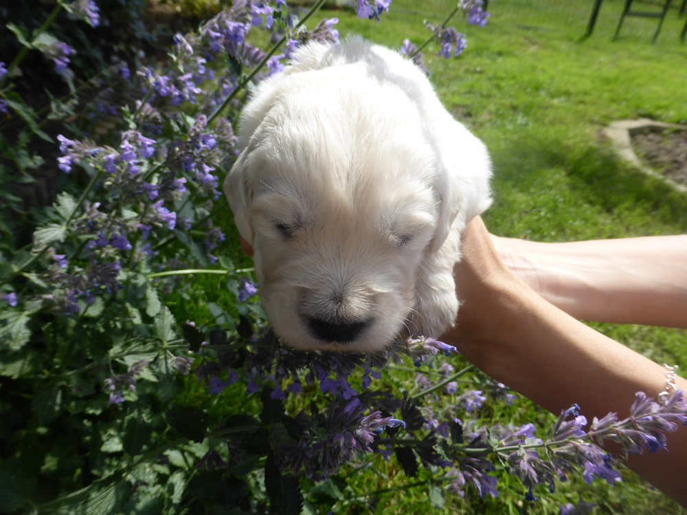 Golden-Retriever-Bremen