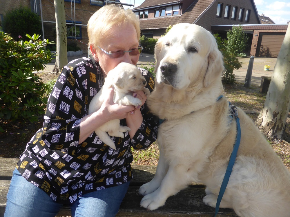Golden-Retriever-Bremen