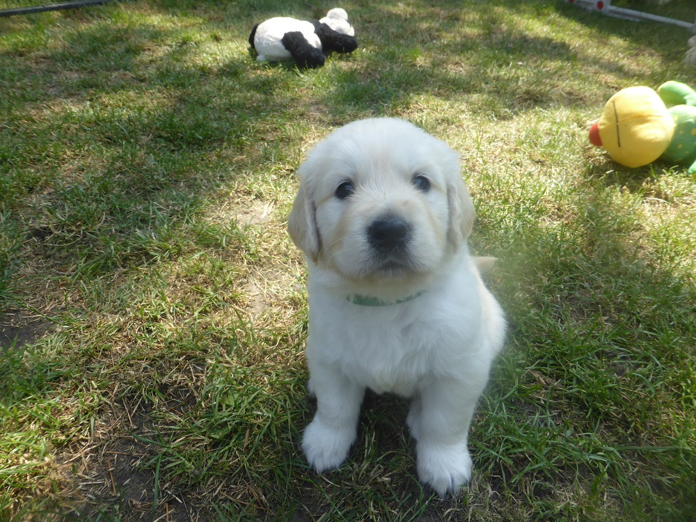 Golden-Retriever-Bremen