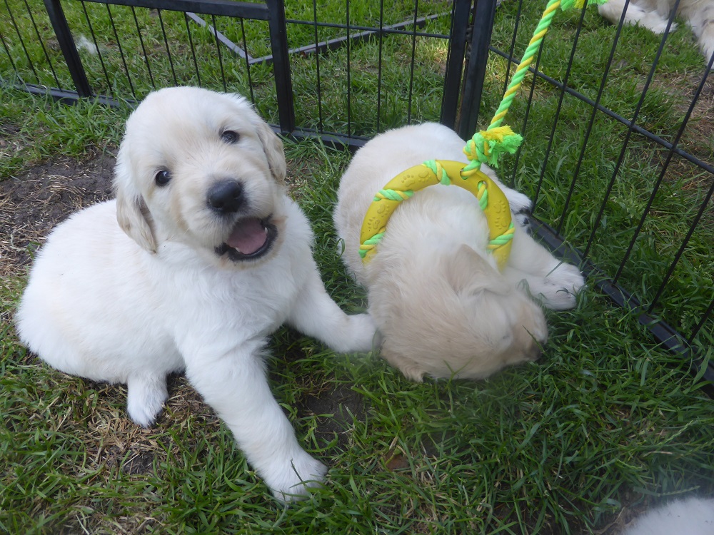 Golden-Retriever-Bremen