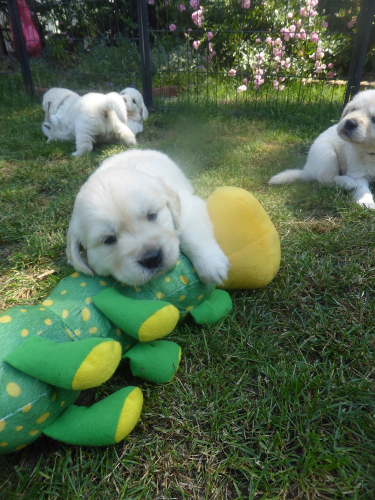 Golden-Retriever-Bremen