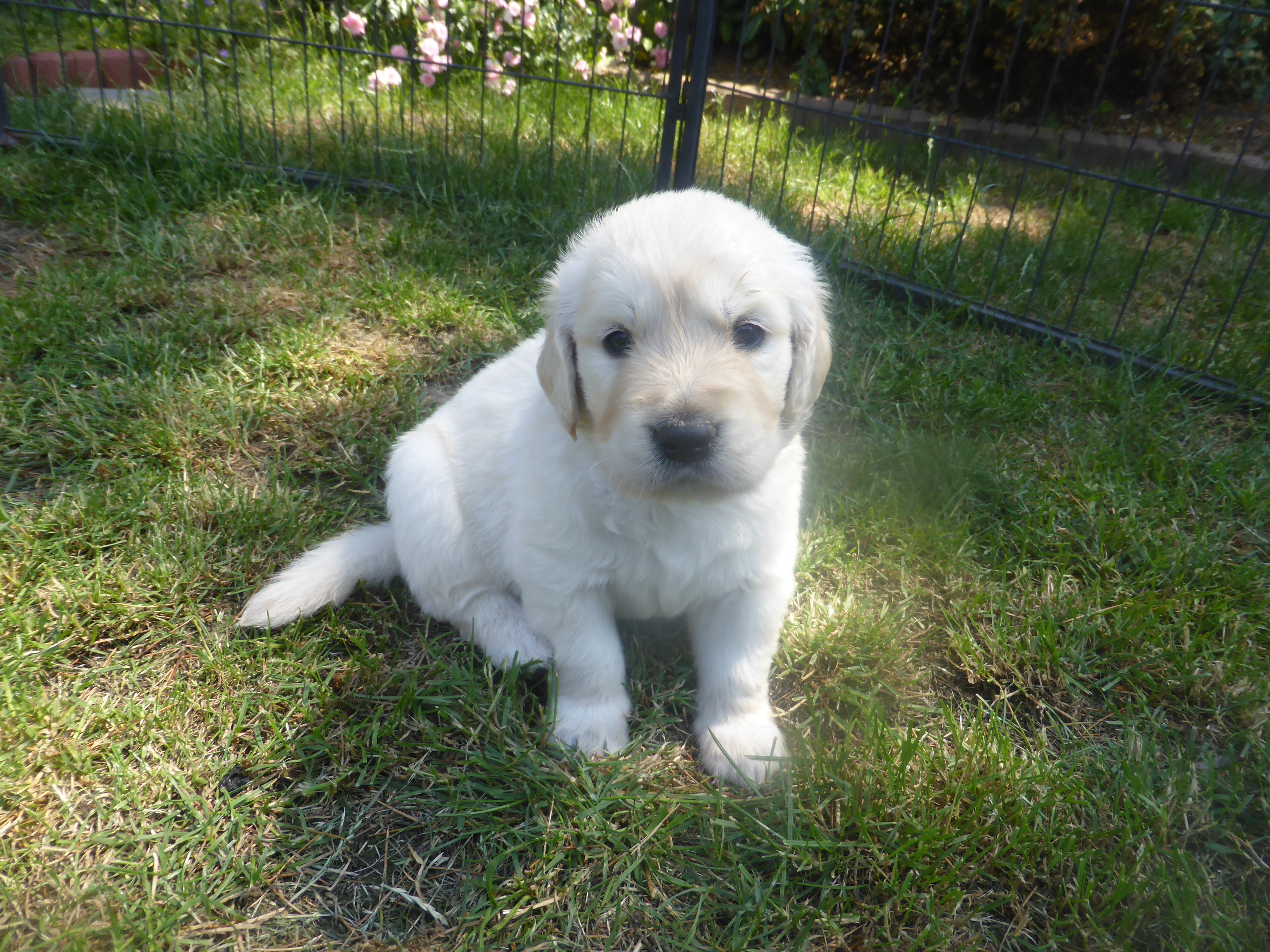 Golden-Retriever-Bremen