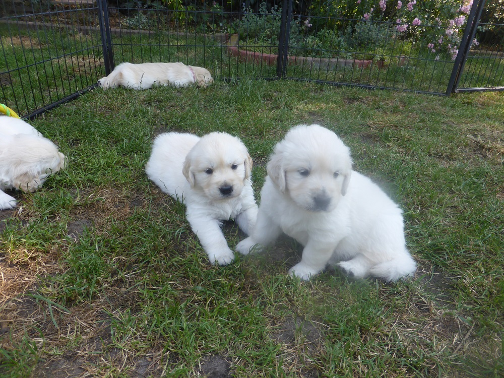 Golden-Retriever-Bremen