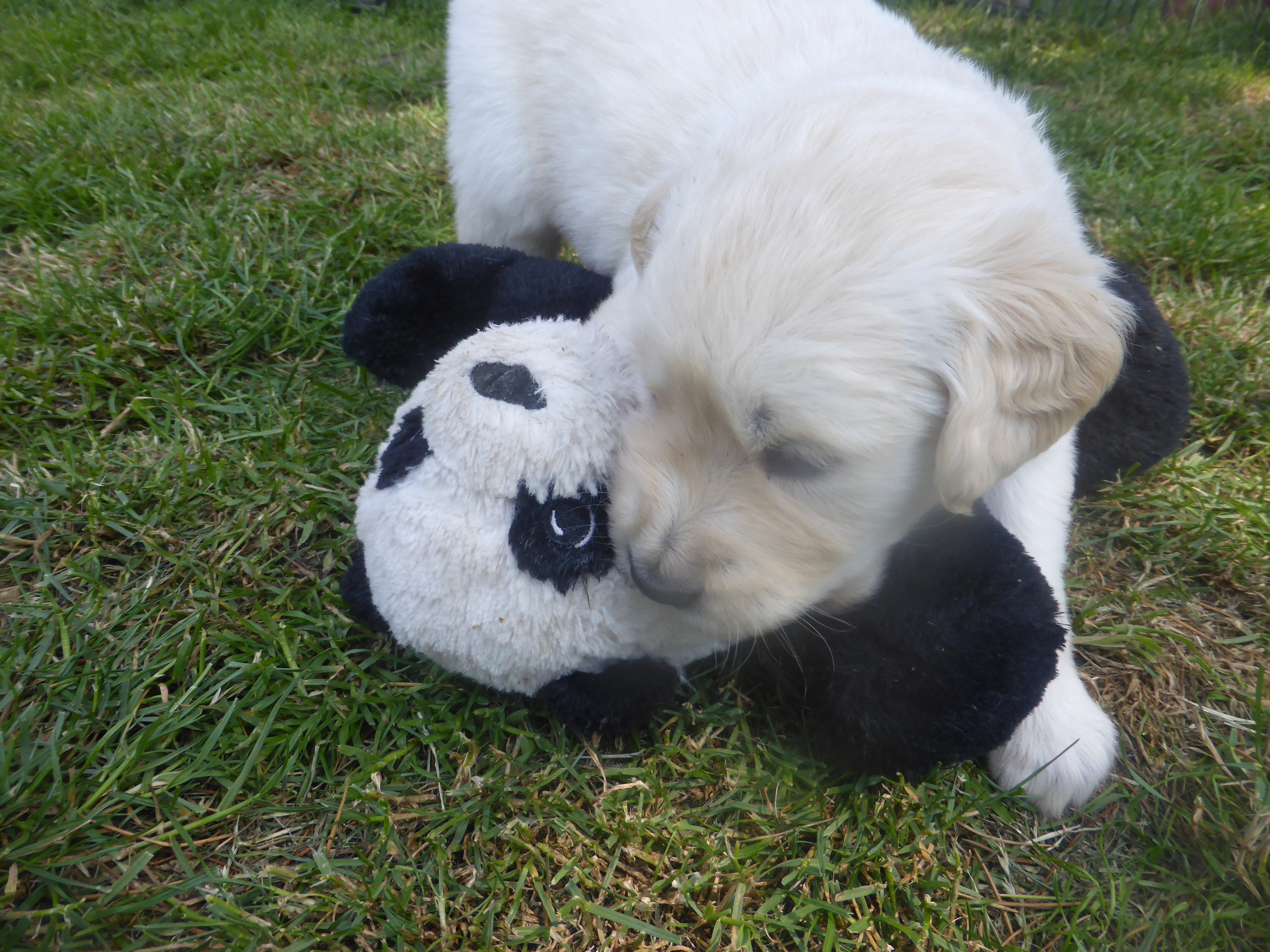 Golden-Retriever-Bremen