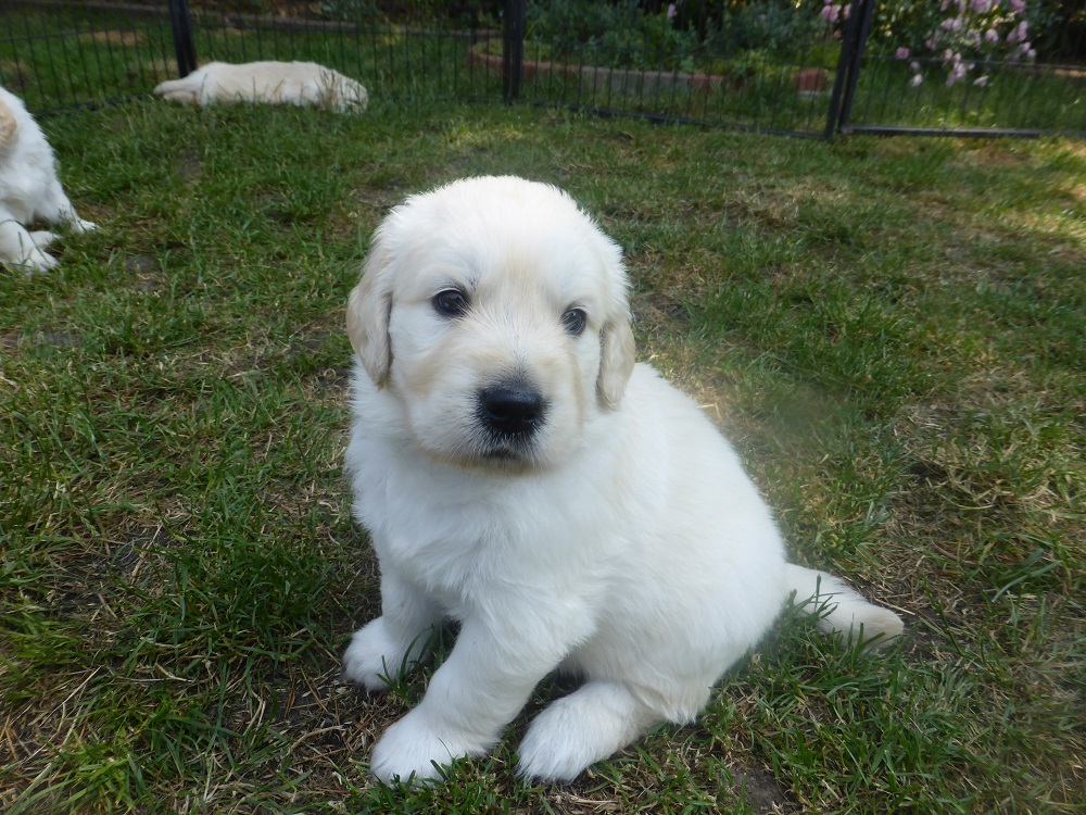 Golden-Retriever-Bremen
