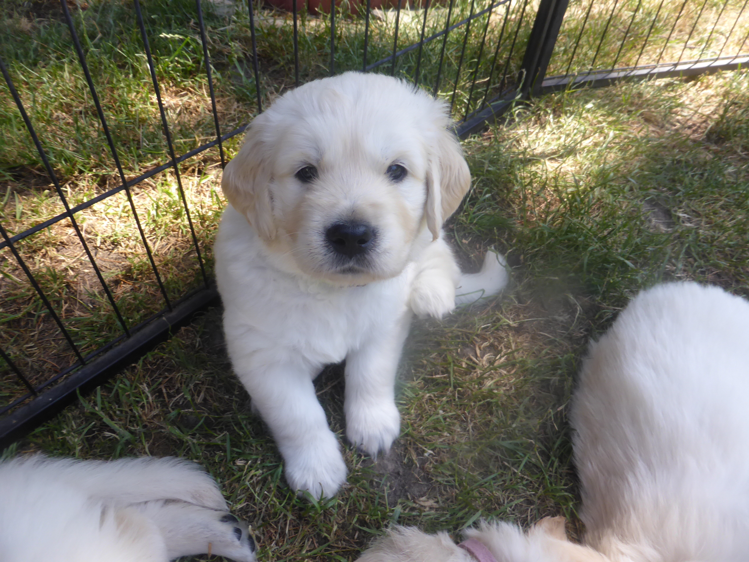 Golden-Retriever-Bremen