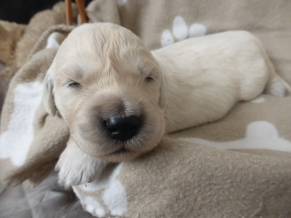 Golden-Retriever-Bremen