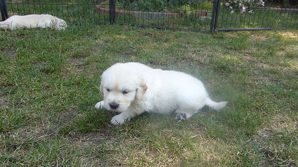 Golden-Retriever-Bremen