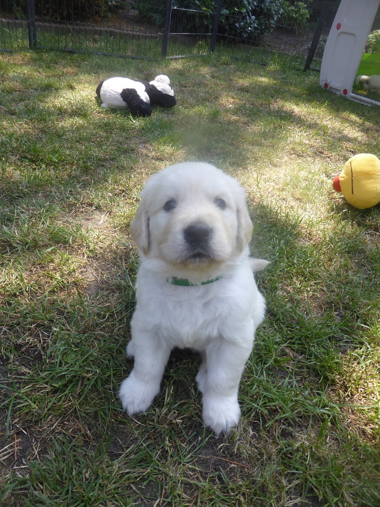Golden-Retriever-Bremen