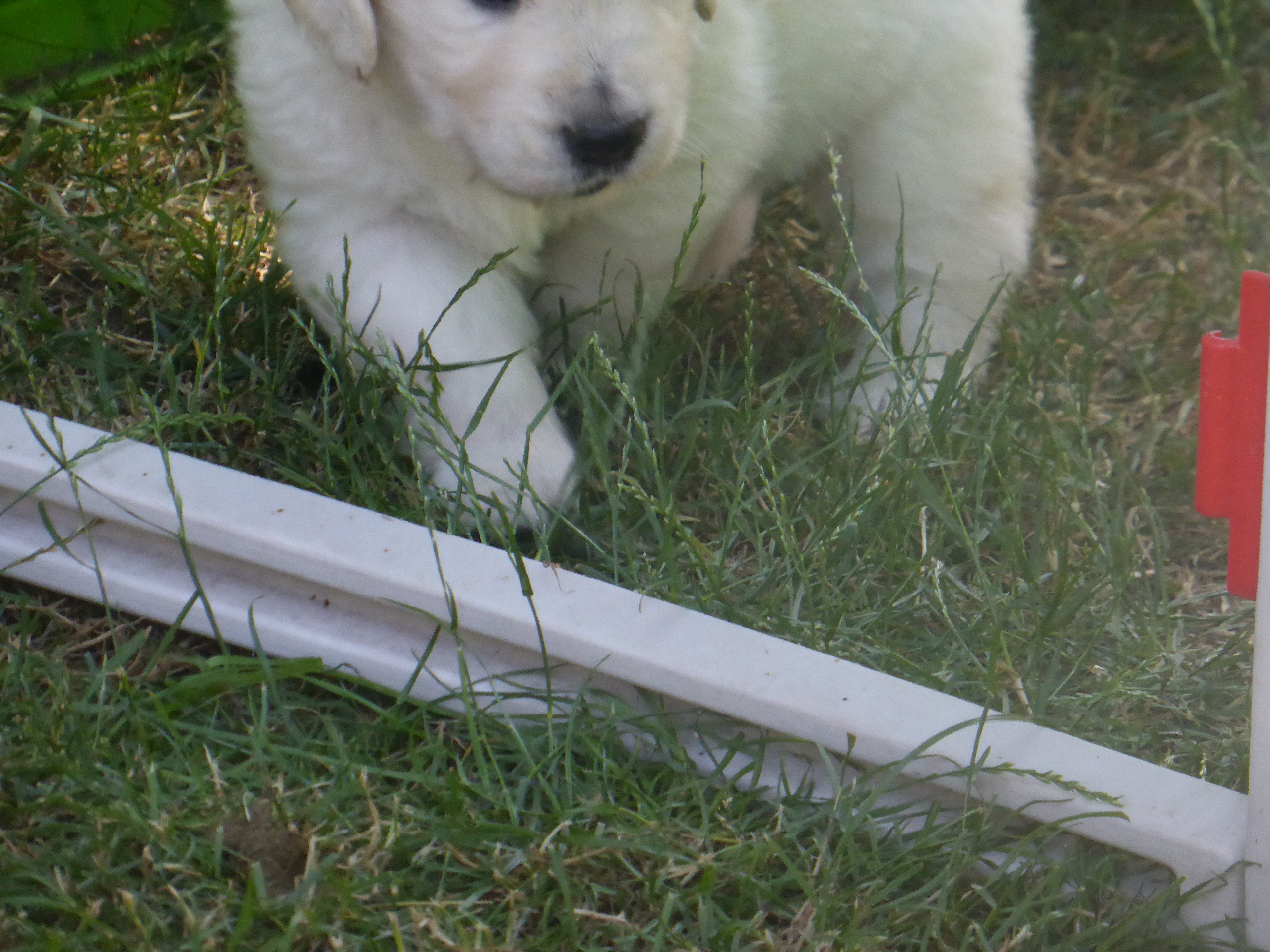 Golden-Retriever-Bremen