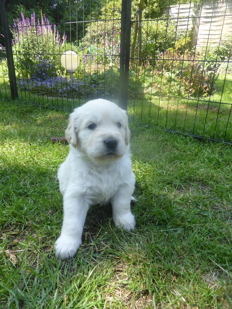 Golden-Retriever-Bremen