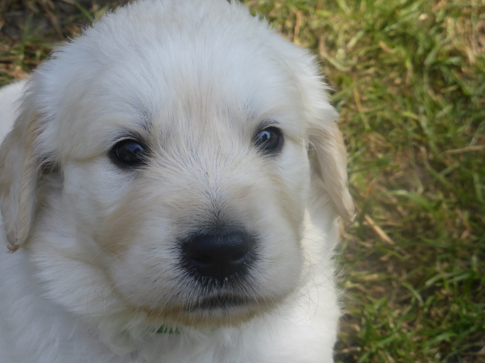 Golden-Retriever-Bremen