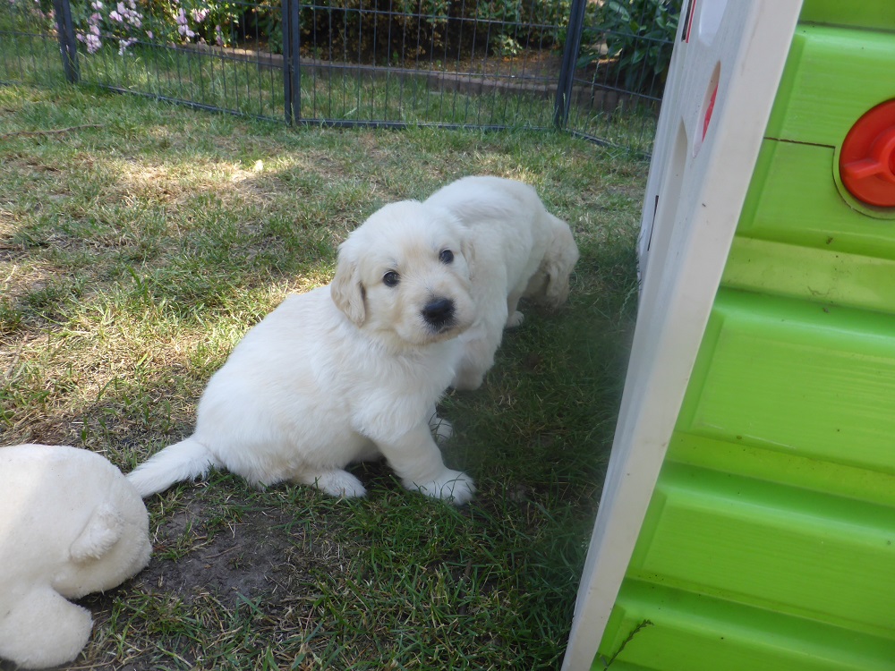 Golden-Retriever-Bremen