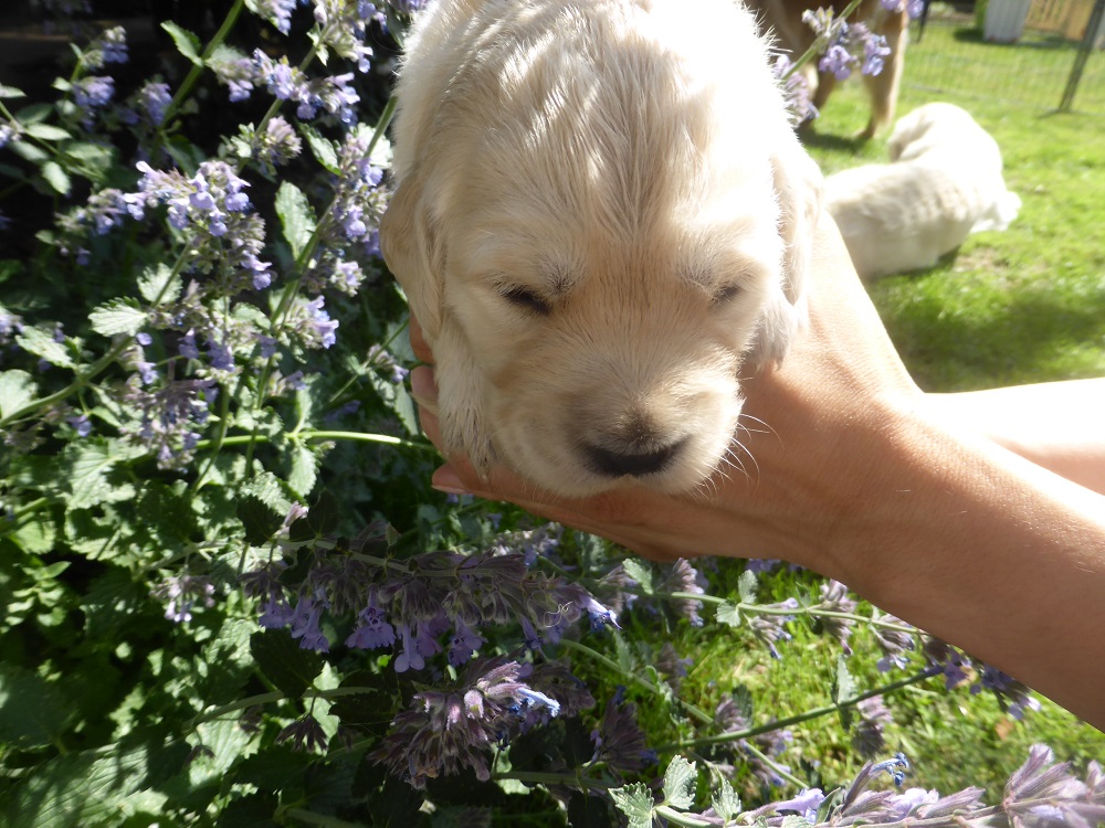 Golden-Retriever-Bremen