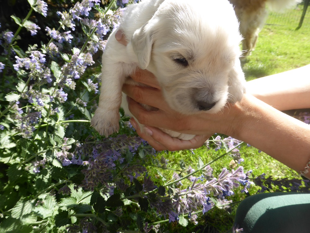 Golden-Retriever-Bremen