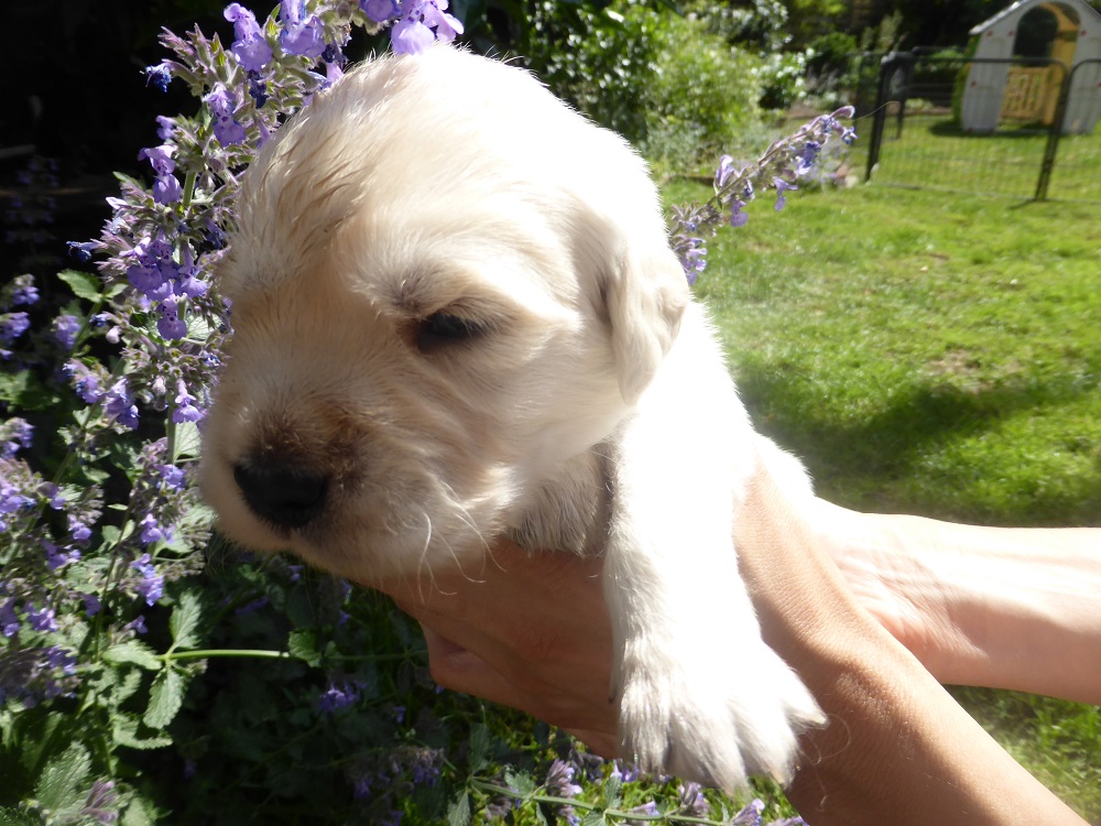 Golden-Retriever-Bremen