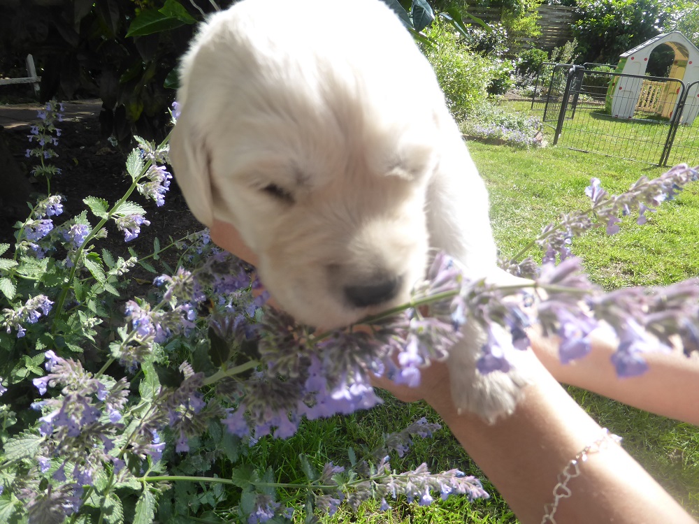 Golden-Retriever-Bremen