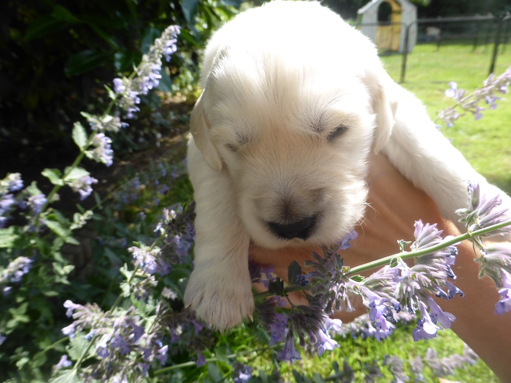 Golden-Retriever-Bremen