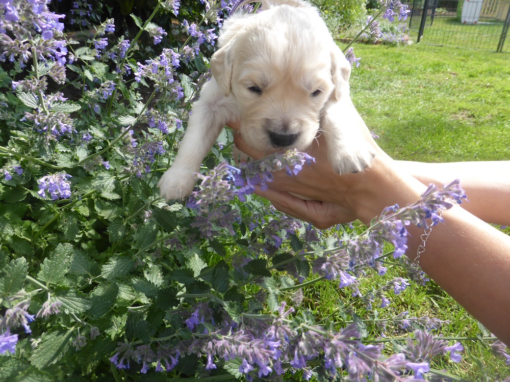 Golden-Retriever-Bremen
