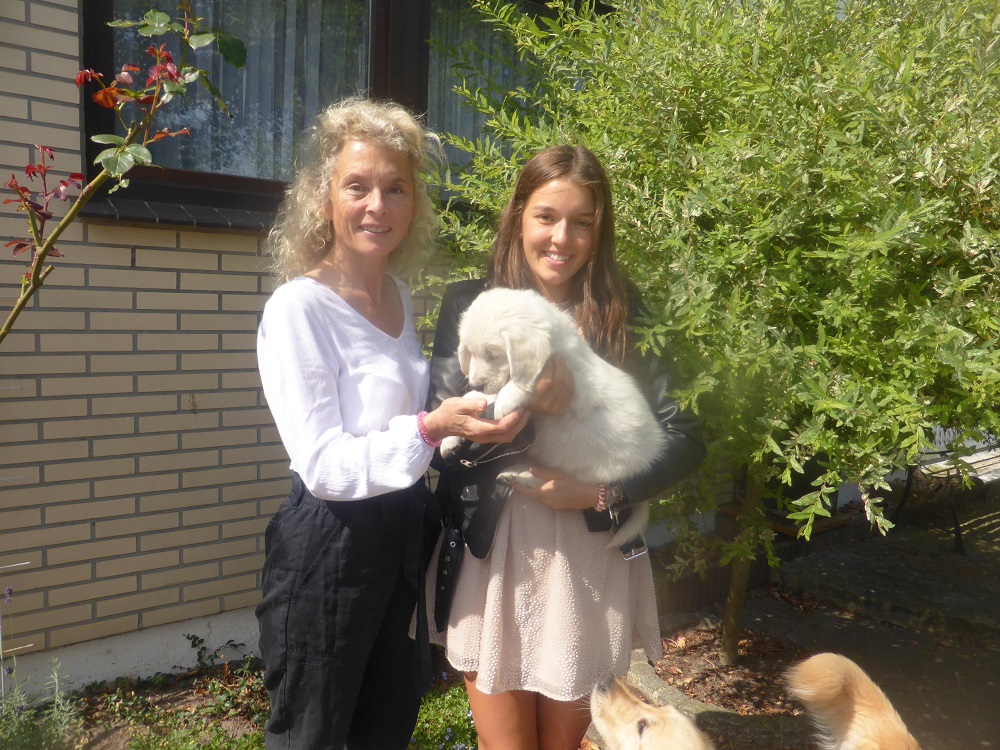 Golden-Retriever-Bremen
